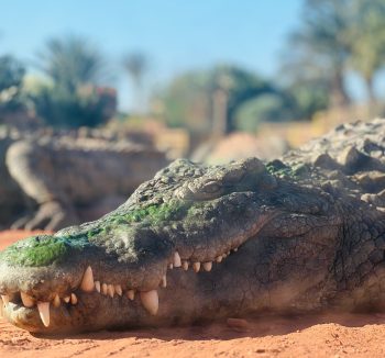 Croco parc trip from Agadir - Crocodile & Anaconda