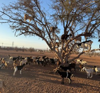 Souss Massa park tour from Agadir
